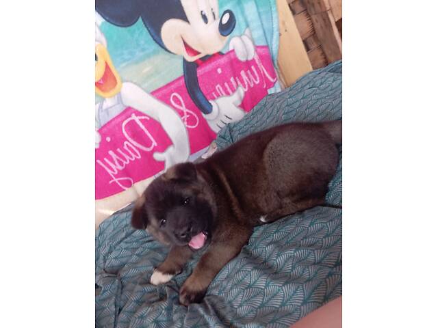 ?? Цуценята Американської Акіти шукають свій дім! ?? - Фото 3