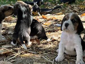 Цуценята англійськтй Бігль