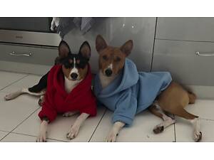 Цуценята Басенджі КСУ/ FCI