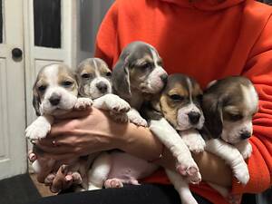 Цуценята Бігль з документами.