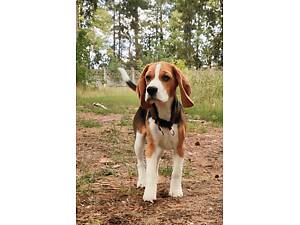 Цуценя бігля КСУ/FCI, залишився один хлопчик