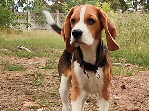 Щенок бигля КСУ/FCI, остался один мальчик.