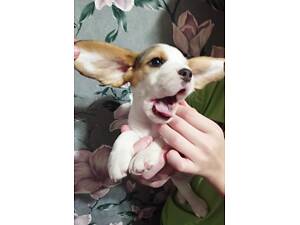 Цуценята бігля