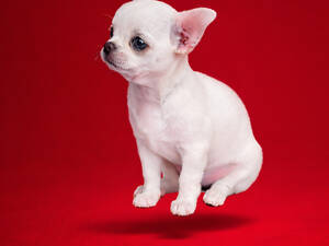 Цуценята чіхуахуа