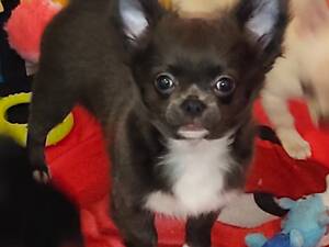 Цуценята чіхуахуа