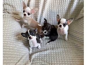 Цуценята чихуахуа 30.03.2025