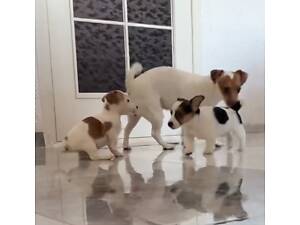 Цуценята Джек Расел Терьєр