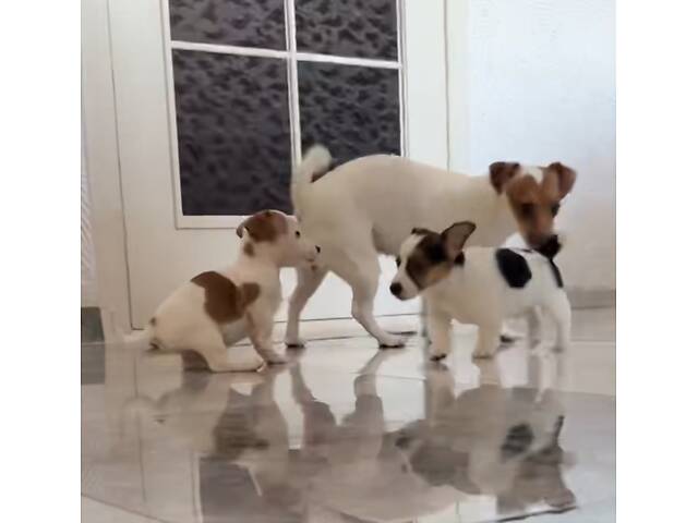 Цуценята Джек Расел Терьєр - Фото 1