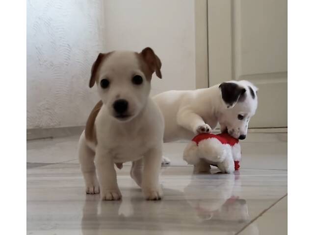 Цуценята Джек Расел Терьєр - Фото 2