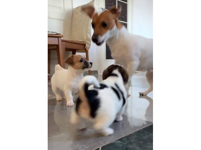 Цуценята Джек Расел Терьєр - Фото 3