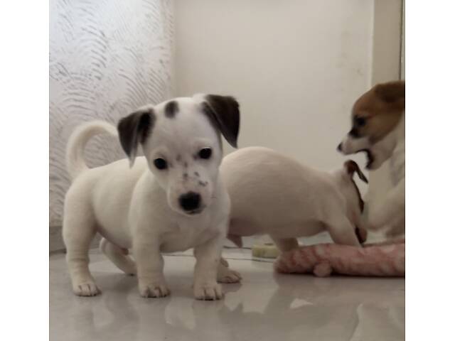 Цуценята Джек Расел Терьєр - Фото 4