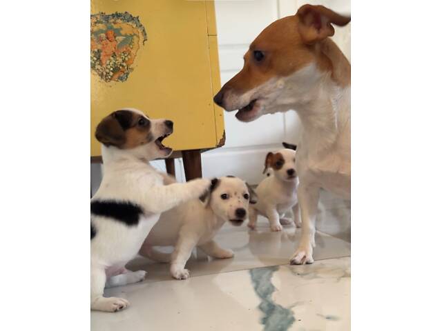 Цуценята Джек Расел Терьєр - Фото 5