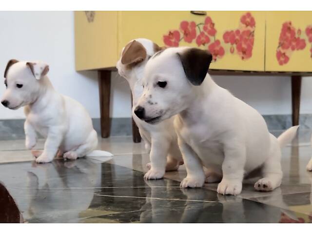 Цуценята Джек Расел Терьєр - Фото 6