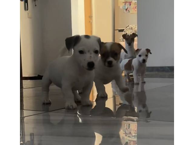 Цуценята Джек Расел Терьєр - Фото 7