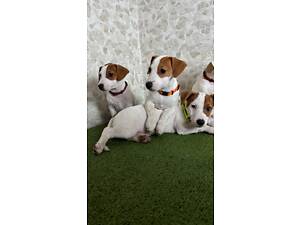 Цуценята Джек Рассел ККУ