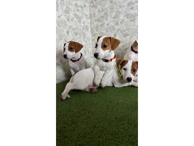 Цуценята Джек Рассел ККУ - Фото 1