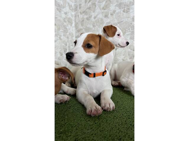 Цуценята Джек Рассел ККУ - Фото 2