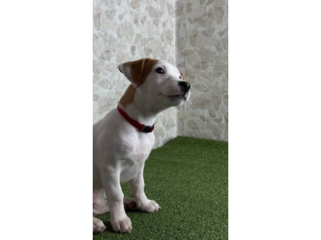 Цуценята Джек Рассел ККУ - Фото 3