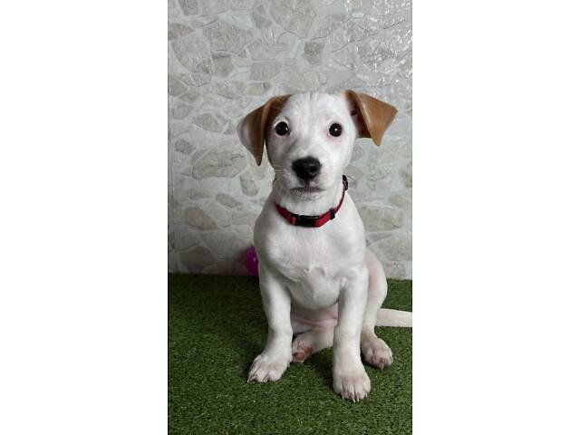 Цуценята Джек Рассел ККУ - Фото 4