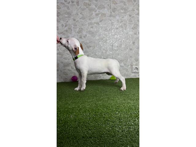 Цуценята Джек Рассел ККУ - Фото 5