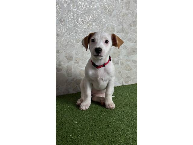 Цуценята Джек Рассел ККУ - Фото 6