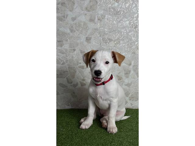 Цуценята Джек Рассел ККУ - Фото 7