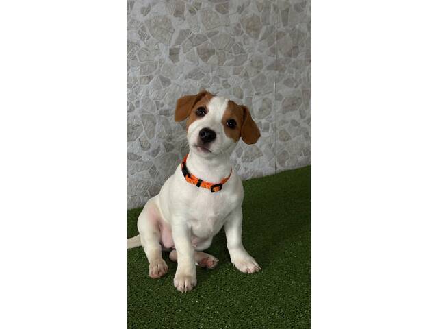 Цуценята Джек Рассел ККУ - Фото 8