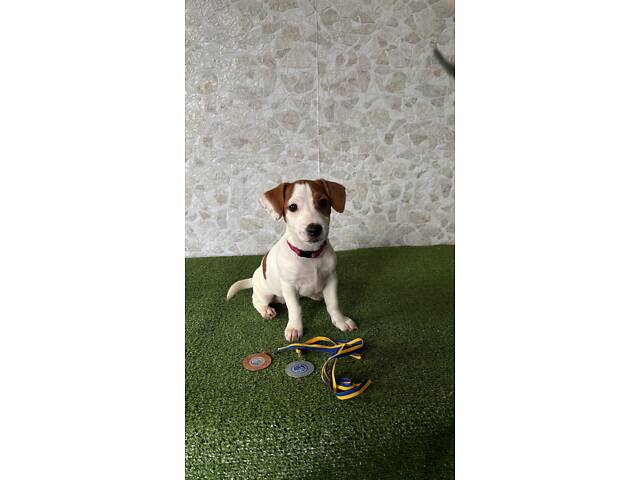 Цуценята Джек Рассел ККУ - Фото 9