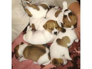 Цуценята Джек Рассел тер'єр