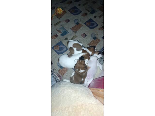 Цуценята Джек Рассел тер'єр - Фото 2