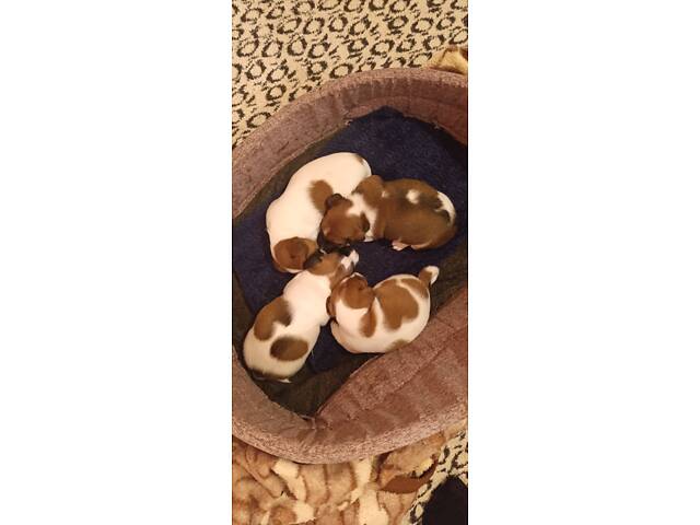 Цуценята Джек Рассел тер'єр - Фото 3