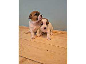 Цуценята Джек Рассел тер'єр