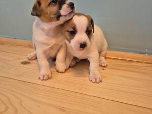 Цуценята Джек Рассел тер'єр