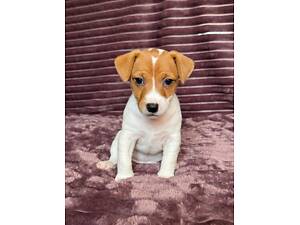 Цуценята Джек Рассел Терʼєр