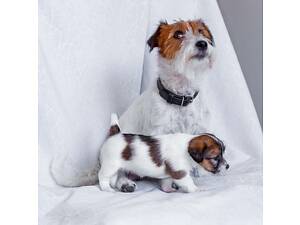 Цуценята Джек Рассел тер'єра жорсткошерстого