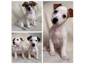 Цуценята Джек Рассел терьєр