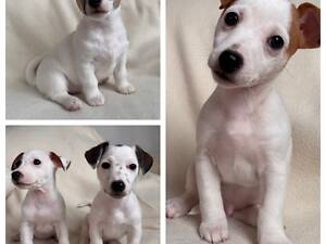 Цуценята Джек Рассел терьєр