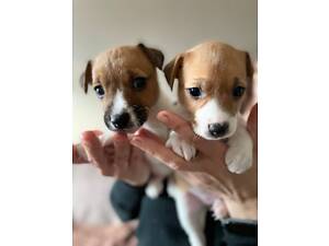 Цуценята Джек Рассел