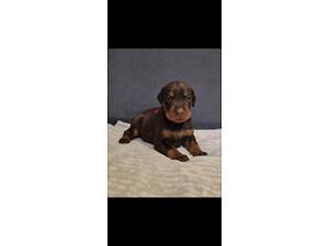 Цуценята Доберман