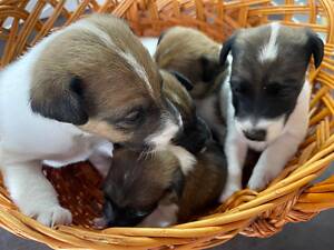 Цуценята фокстер'єра