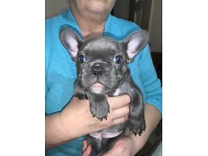 Цуценята, фр.бульдога