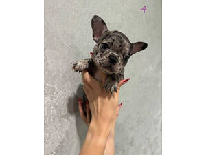 Цуценята Французького бульдога