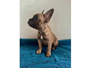 Цуценята французького бульдога