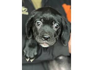 Цуценята Кане Корсо