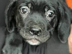 Цуценята Кане Корсо