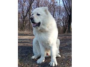 Щенки кавказской овчарки Star Escort КСУ большие рабочие породные.