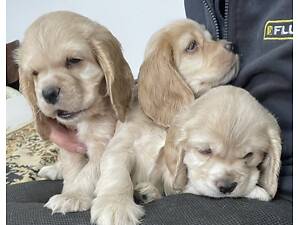 Цуценята кокер-спанієля