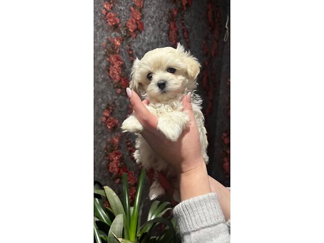 Цуценята Мальтійська болонка (Мальтезе) - Фото 1