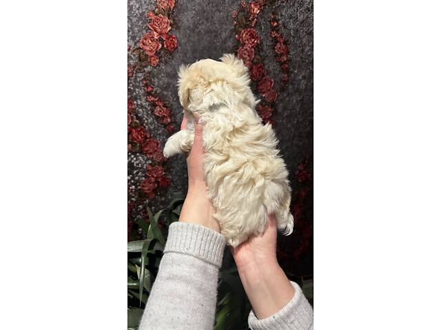 Цуценята Мальтійська болонка (Мальтезе) - Фото 2