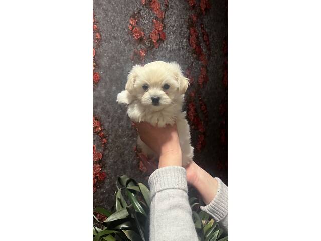 Цуценята Мальтійська болонка (Мальтезе) - Фото 3